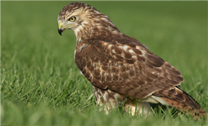 Juvenile Hawk 